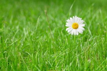 Wall Mural - chamomile flower on grass field