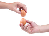 Fototapeta Sawanna - Take two eggs to crack, Fresh egg in a hand  isolated in white background