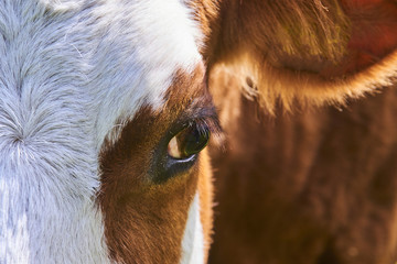 Cow looking at camera, close up on eye