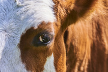 Cow Looking At Camera, Close Up On Eye