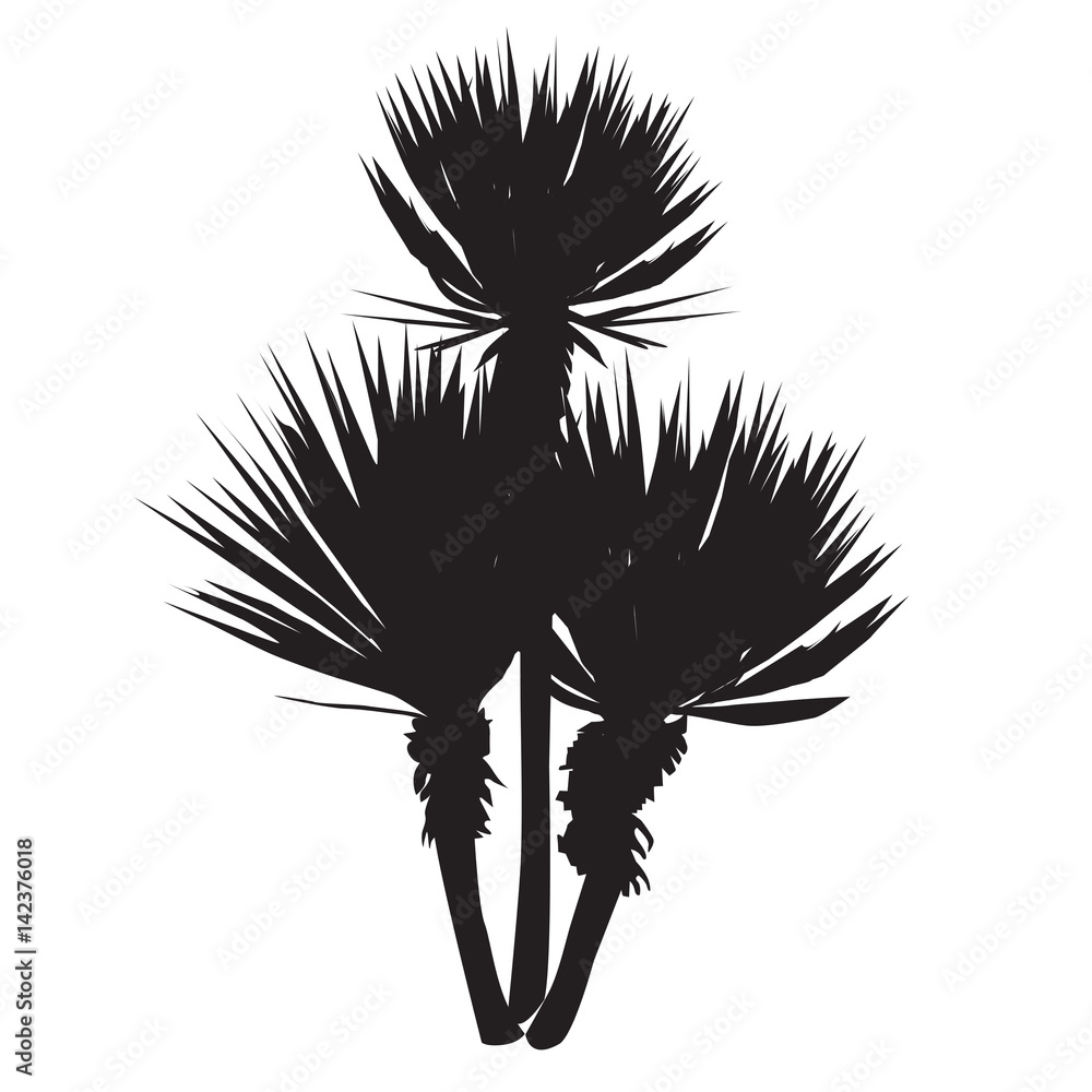 Silhouette of a large plant of a yucca - obrazy, fototapety, plakaty 