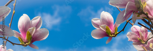 Fototapety Magnolie  magnolia-kwitnie-na-tle-blekitnego-nieba-panorama