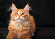 Adorable Calm Red Solid Maine Coon Kitten With Beautiful Brushes On The Ears And Yellow Eyes On Black Background Looking Up. Closeup Portrait