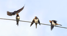 The Bird Is The Swallow Flew In To Feed Their Young On Wires On Blue Sky Background