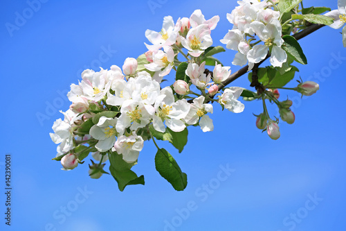 Naklejki jabłoni kwiaty  biale-kwiaty-jabloni-i-blekitne-niebo