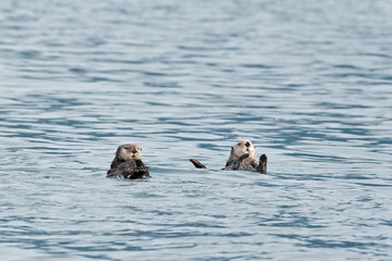 Wall Mural - sea otter, enhydra lutris, Alaska