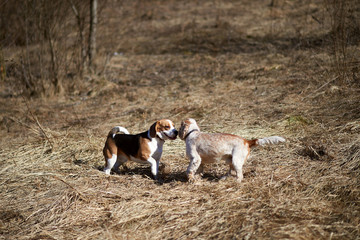 Wall Mural - dog beagle play in the meadow forest field