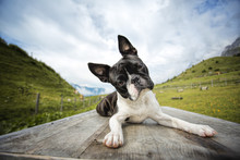 Boston Terrier In The Austrian Alps