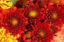 Flower Background Of Red And Yellow Mums