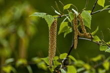 Twig With Seed And Leaves Of A Silver Birch Tree Or Betula Alba In Springtime, Sofia, Bulgaria