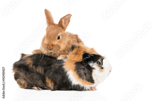 Zdjęcie XXL Piękny rudy królik wspiął się na wielobarwny świnka morska na białym tle