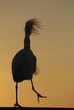 Egret, heron, florida, sunrise, crane, silhouette