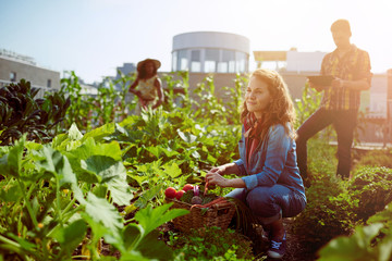 Wall Mural - Friendly team harvesting fresh vegetables from the rooftop greenhouse garden and planning harvest season on a digital tablet