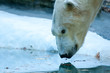 Polar bear, reflection, curious