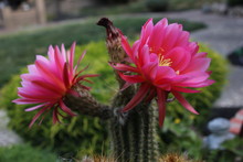 Beautiful Pink Cactus Flower