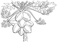 Papaya Fruit Tree Graphic Black White Isolated Sketch Illustration Vector