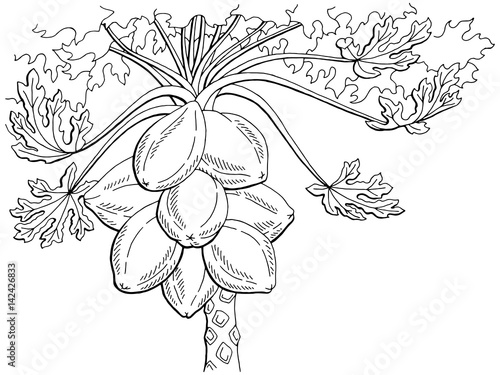 Papaya Fruit Tree Graphic Black White Isolated Sketch Illustration Vector Buy This Stock Vector And Explore Similar Vectors At Adobe Stock Adobe Stock