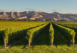 New Zealand vineyards at sunset with copy space