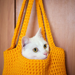 White cat sitting in a basket