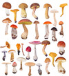 large collection of isolated mushrooms