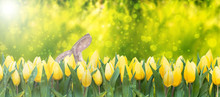 Yellow Tulips And Easter Bunny On Lush Green Background Bokeh Banner Spring Season