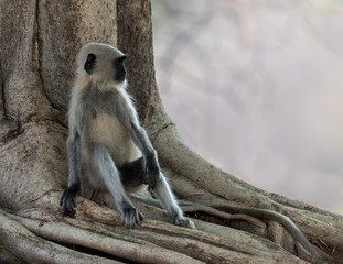 Wall Mural - common langur monkey sitting on the bottom of a tree trunk taken in tadoba national park