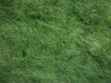 Long Green Grass