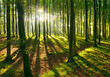 Sonnenstrahlen im naturnahen Buchenwald nach Regenschauer