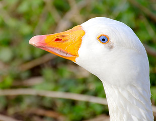 Goose with lovely blue eyes , close up.