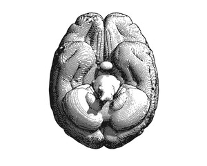 Wall Mural - Engraving brain illustration bottom view on white BG