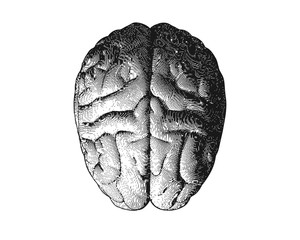 Wall Mural - Engraving brain top view on white BG