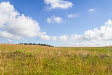 Farm field