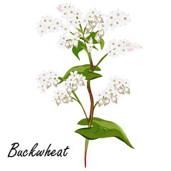 Wall Mural - Buckwheat (Fagopyrum esculentum). Hand drawn vector illustration of buckwheat plant with flowers on white background.