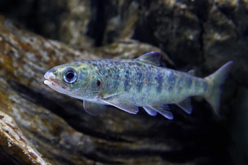 Wall Mural - Juvenile Salmon