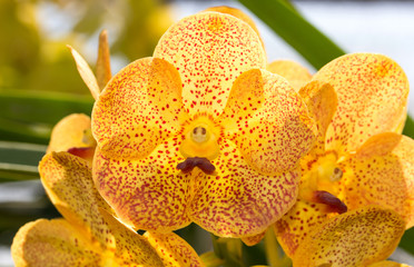 Poster - Yellow vanda orchid flower