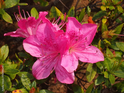 春の定番ツツジの花 典型的な春の訪れを感じさせる花 花びらの下が繋がった合弁花植物 Buy This Stock Photo And Explore Similar Images At Adobe Stock Adobe Stock