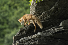 Red Fox Hunting Along Alaska Coast