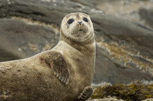 Harbor Seal Resting On Rocks In Alaska