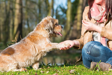 Wall Mural - woman gives dog a treat and gets the paw