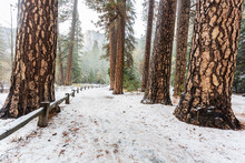 Trail In Winter Pine Forest In Yosemite National Park