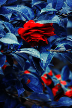 Rosa Rossa Aperta In Giardino