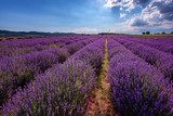 Fototapeta Lawenda - Daily cloudy landscape with lavender in the summer at the end of June. Contrasting colors, beautiful clouds, dramatic sky.