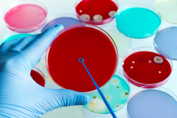 Wall Mural - technician hand streaking petri dish in the lab / Hand of a microbiologist holding and inoculating petri plate in the laboratory