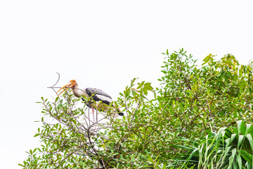 Painted Stork looking at camera, standing on big tree and holding dry branch in the forest over white sky background for copy space