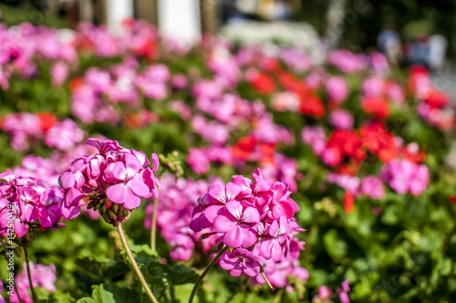 prato di fiori colorati in primavera - Buy this stock photo and ... prato di fiori colorati in primavera - Buy this stock photo and ...