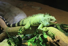 Iguana Sleeping In The Sun