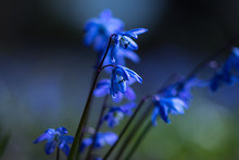 Bluebell Flowers Grow