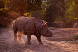 Fototapeta Zwierzęta - Nosorożec