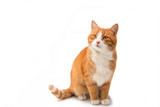 Fototapeta Koty - Red cat isolated