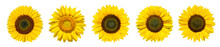 Sonnenblumen Als Panorama Hintergrund